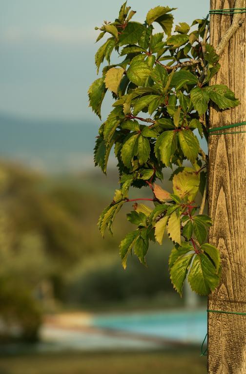Agriturismo San Nicolo Montecastelli Pisano Екстер'єр фото
