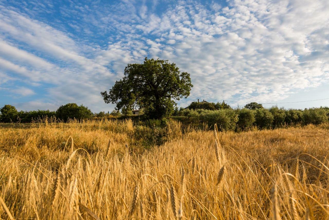 Agriturismo San Nicolo Montecastelli Pisano Екстер'єр фото